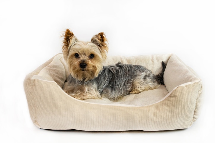 Yorkshire terrier dog lies in a dog bed, looks at the camera on a white background. Pet shop concept, postcard, banner, shopping, help, pets, shelter, poster, advertising, invitation, announcement