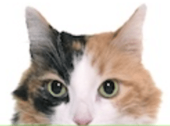 Screenshot 2025 07 22 At 12.26.12 PM