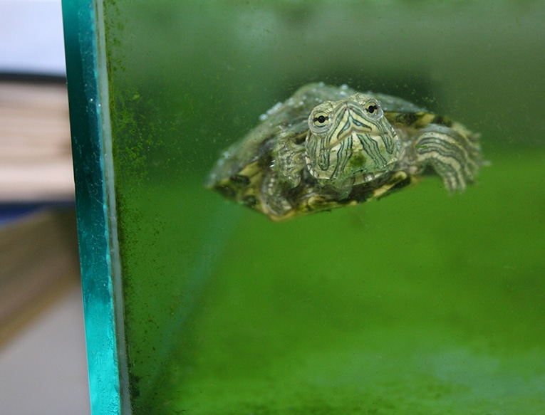 little friendly turtle swiming in an aquarium