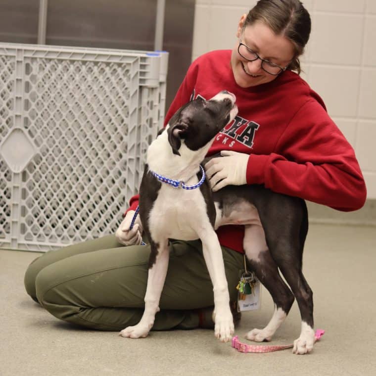 shelter employee interacting with a puppy