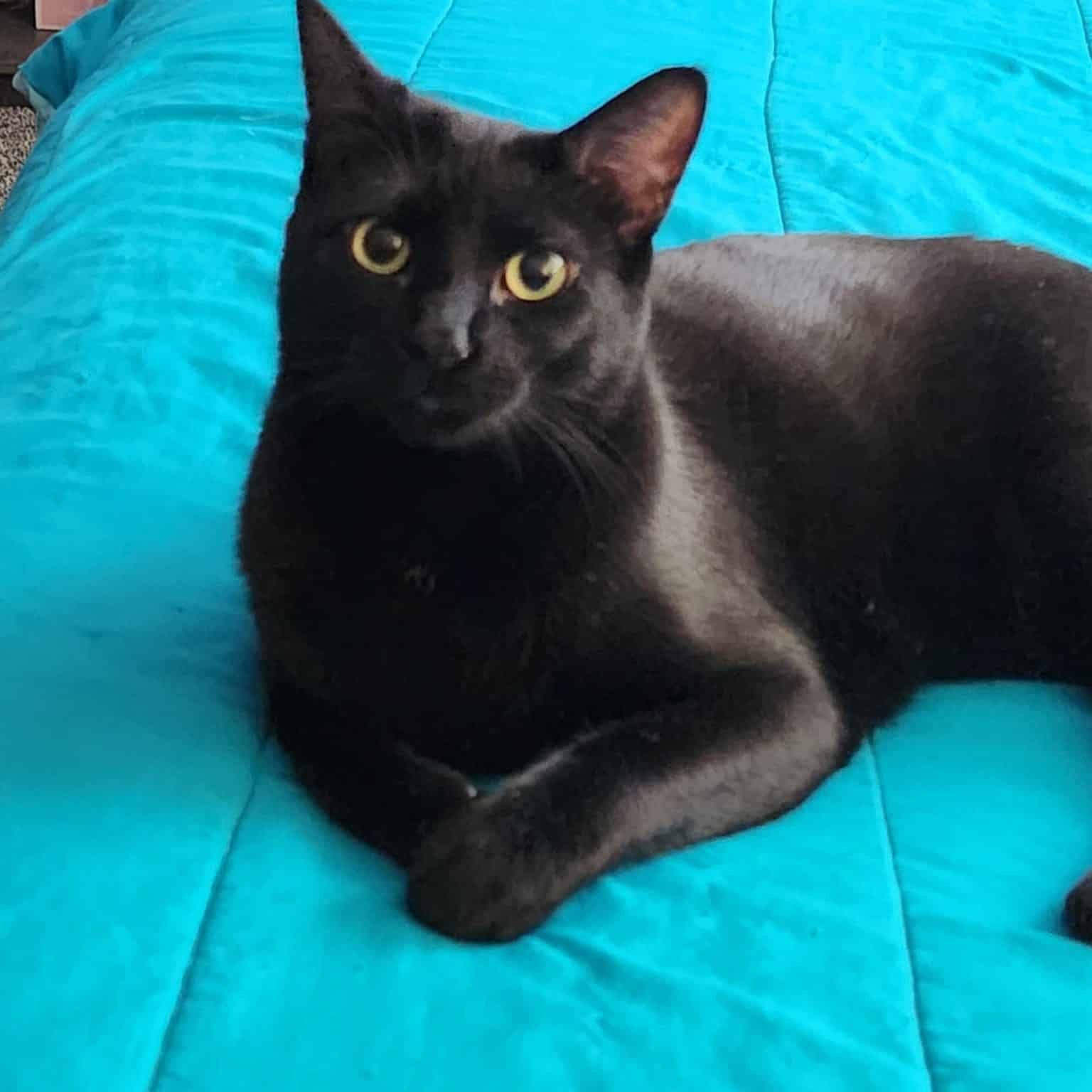 black cat on blue comforter