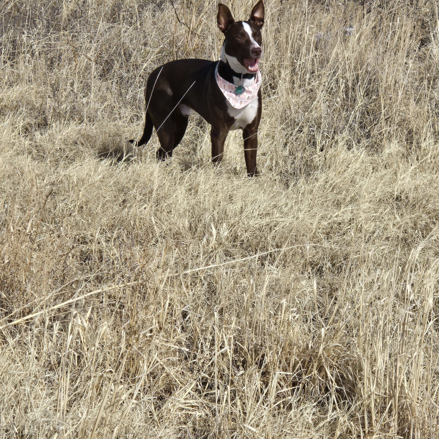 Scotty the dog standing in a field