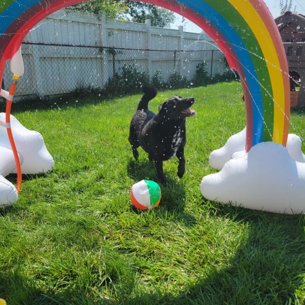 Enzo the dog outside under some lawn decor shaped like a rainbow