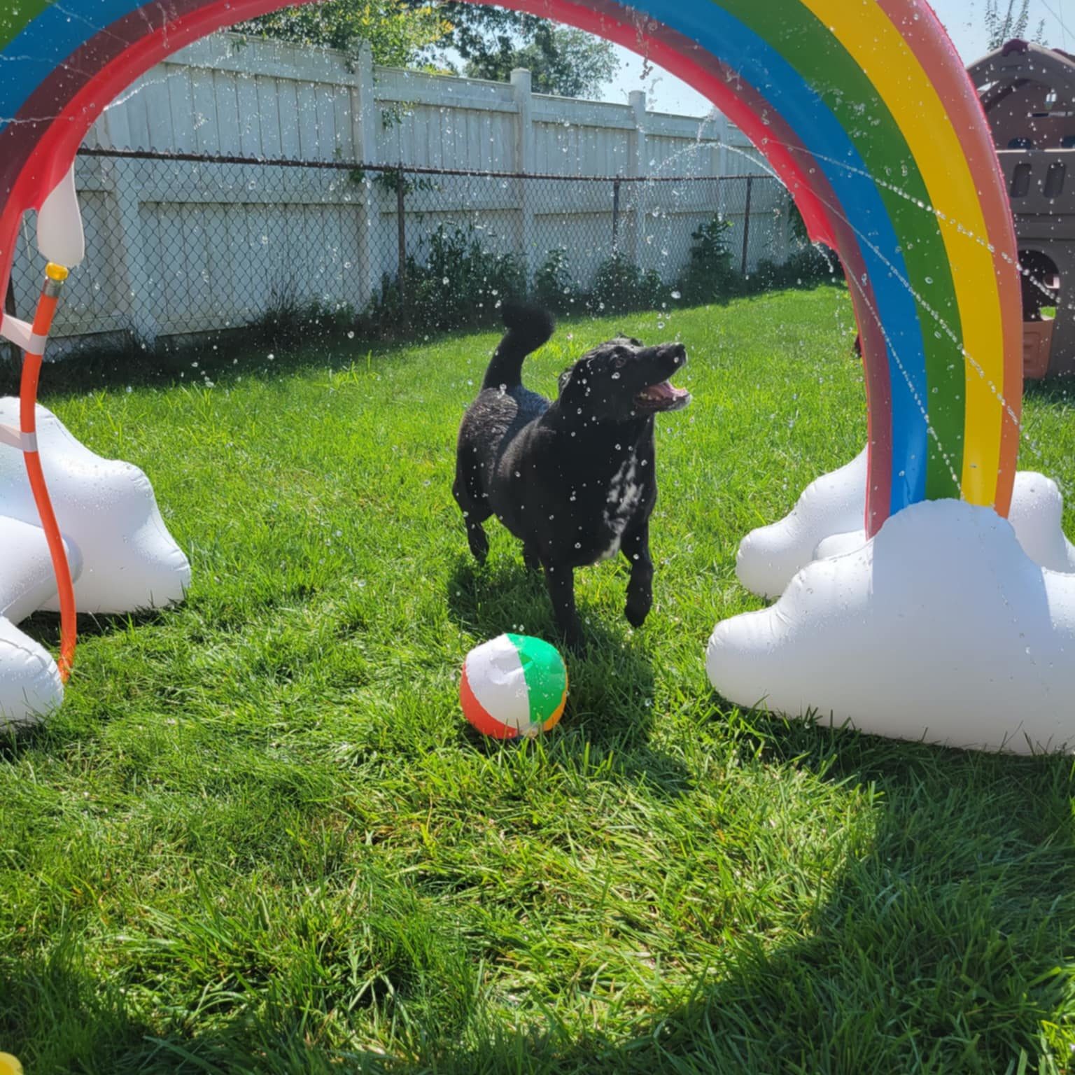 Enzo the dog outside under some lawn decor shaped like a rainbow