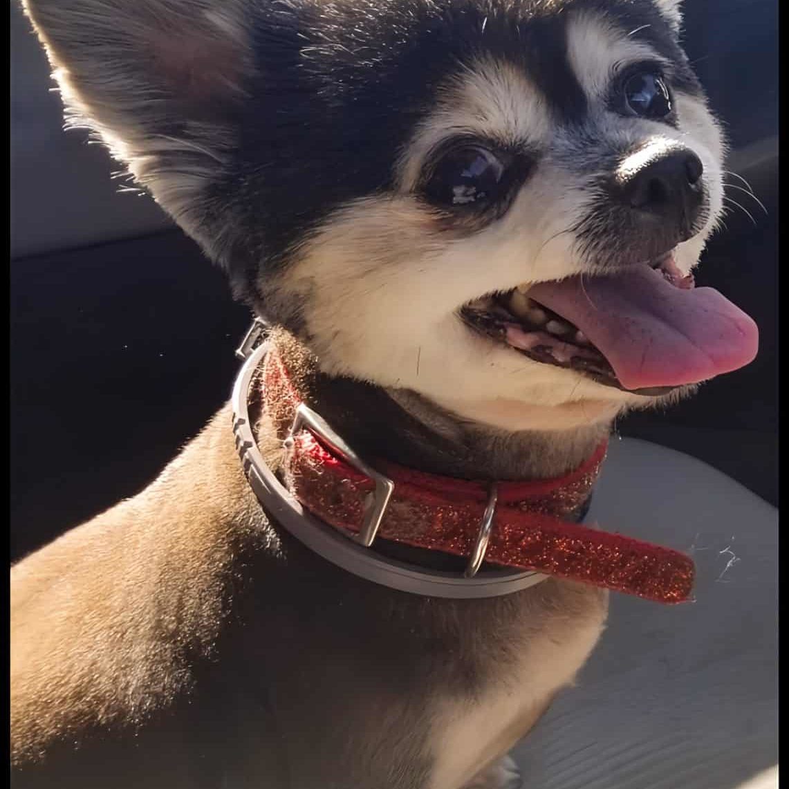 Smiling little dog in the car