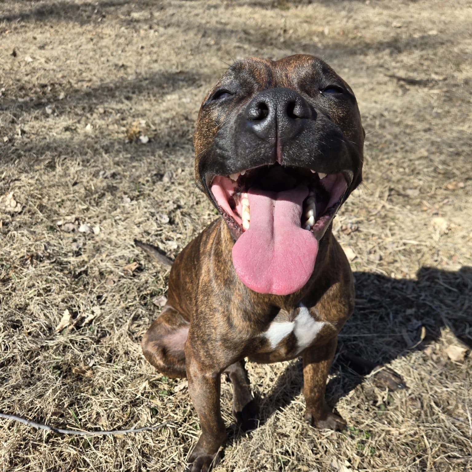 Smiling dog in grass