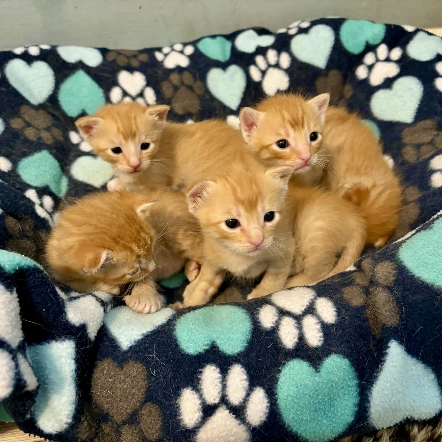 487479299 1084995290334093 6397775166029217862 N