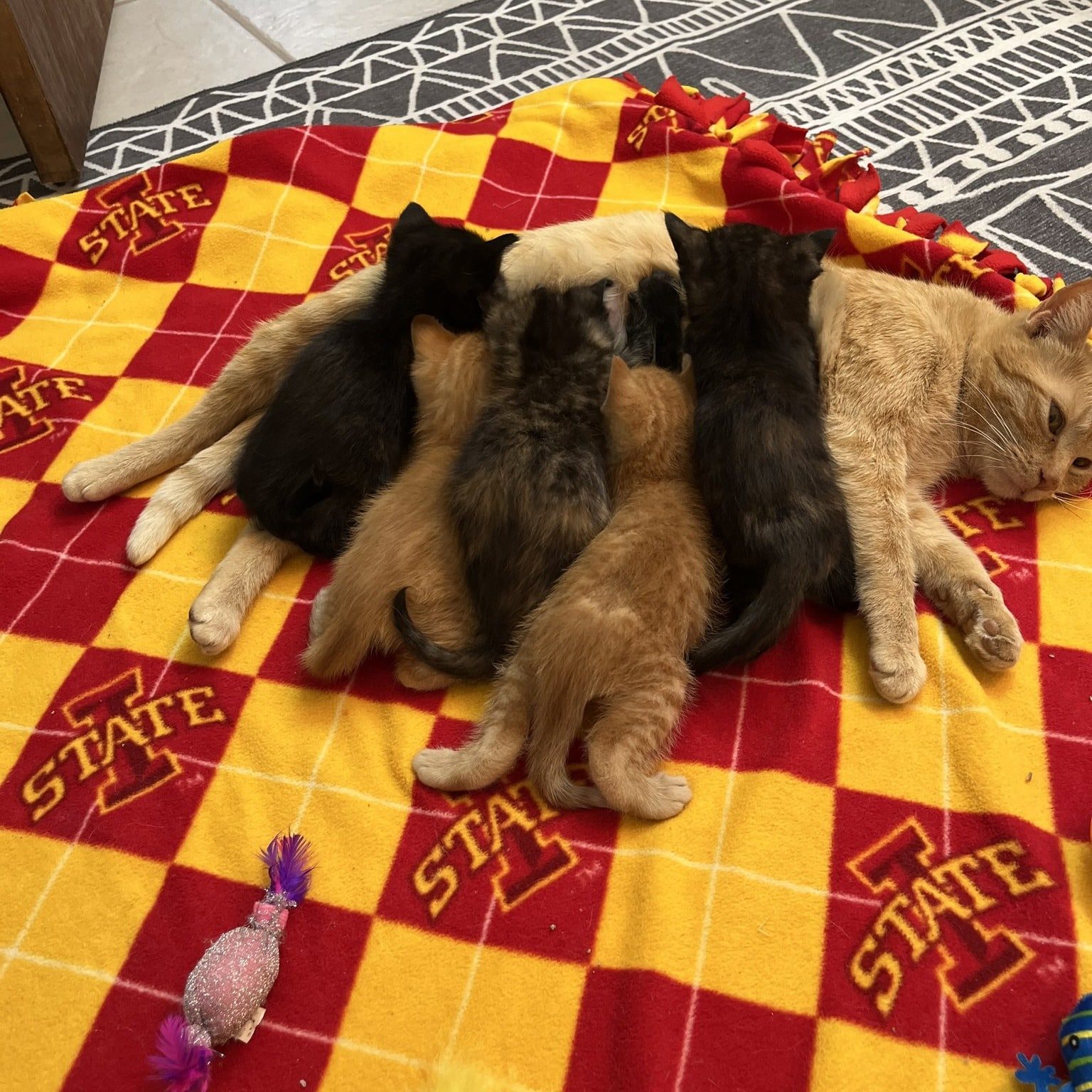 495170490 1116864620480493 2608148142973685090 N