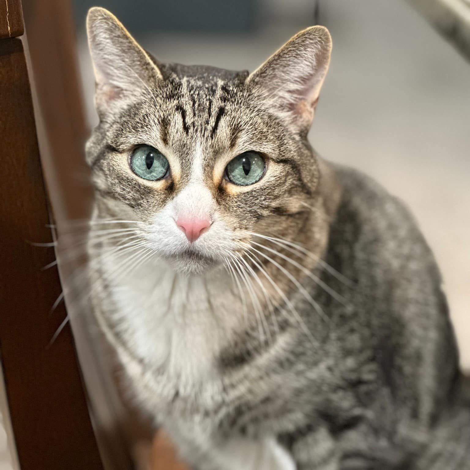 495715995 1116964033803885 4180885591861955235 N