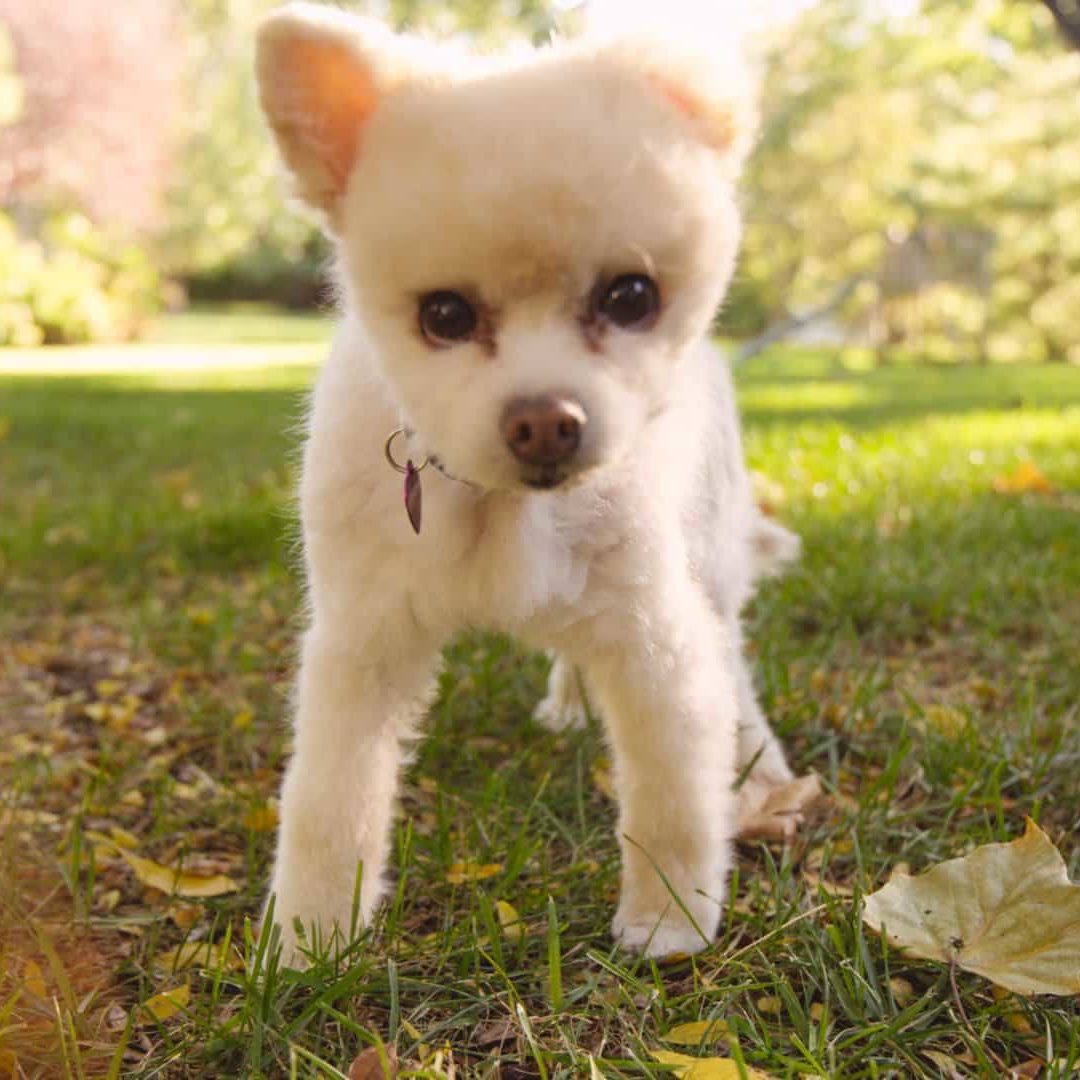 Baxter the dog posing in grass
