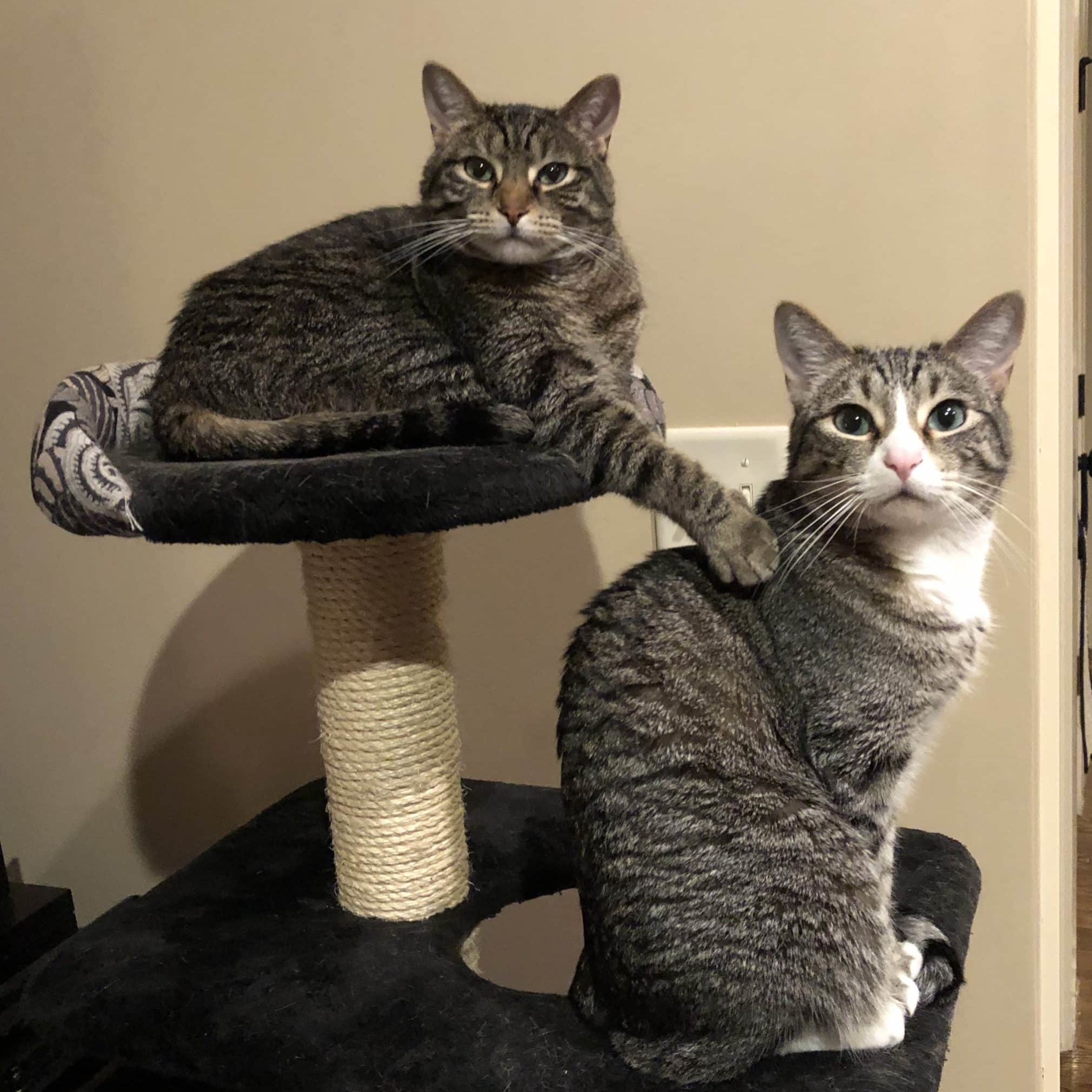 Frank & Napoleon doing their best Stepbrothers impression