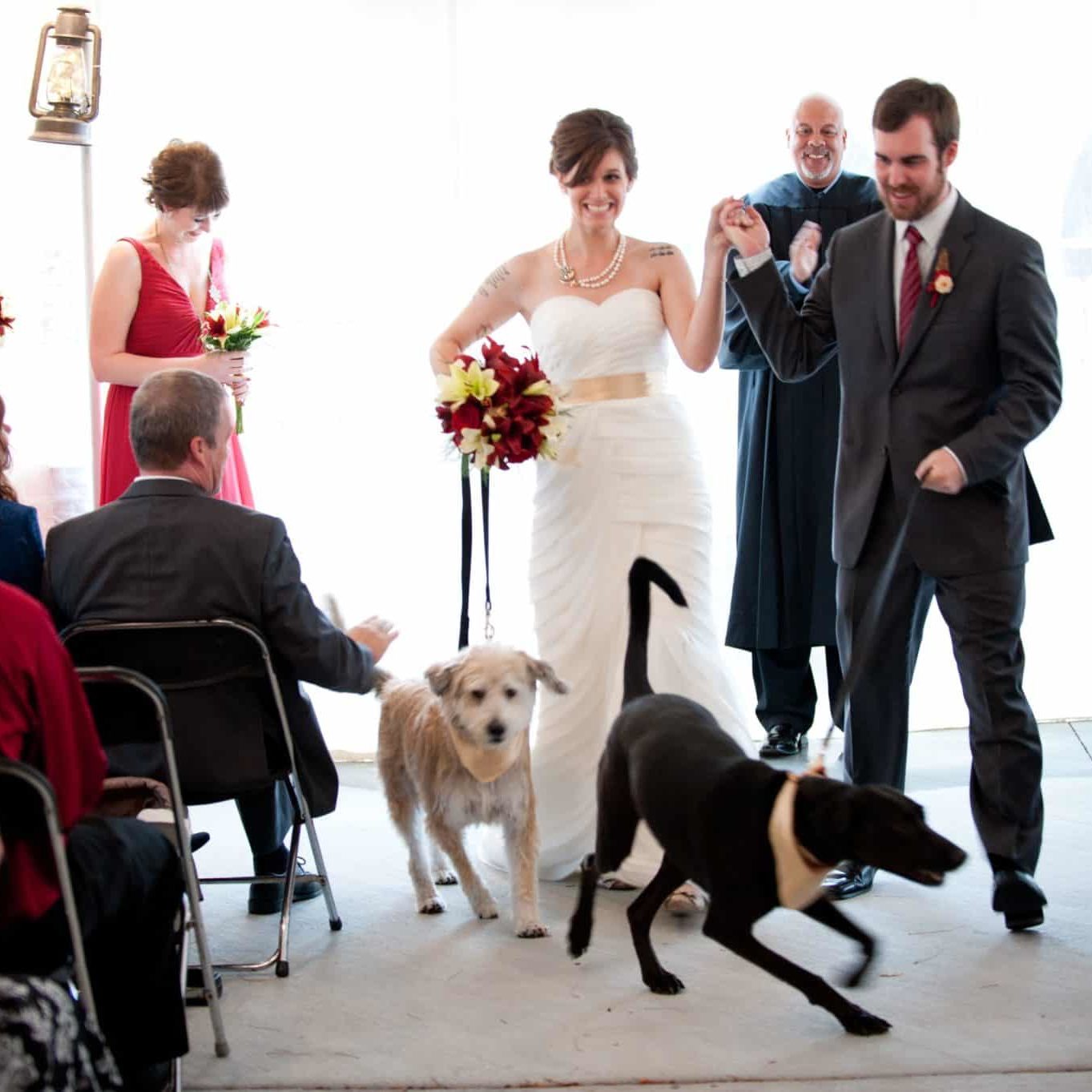 Dogs with a bride and groom