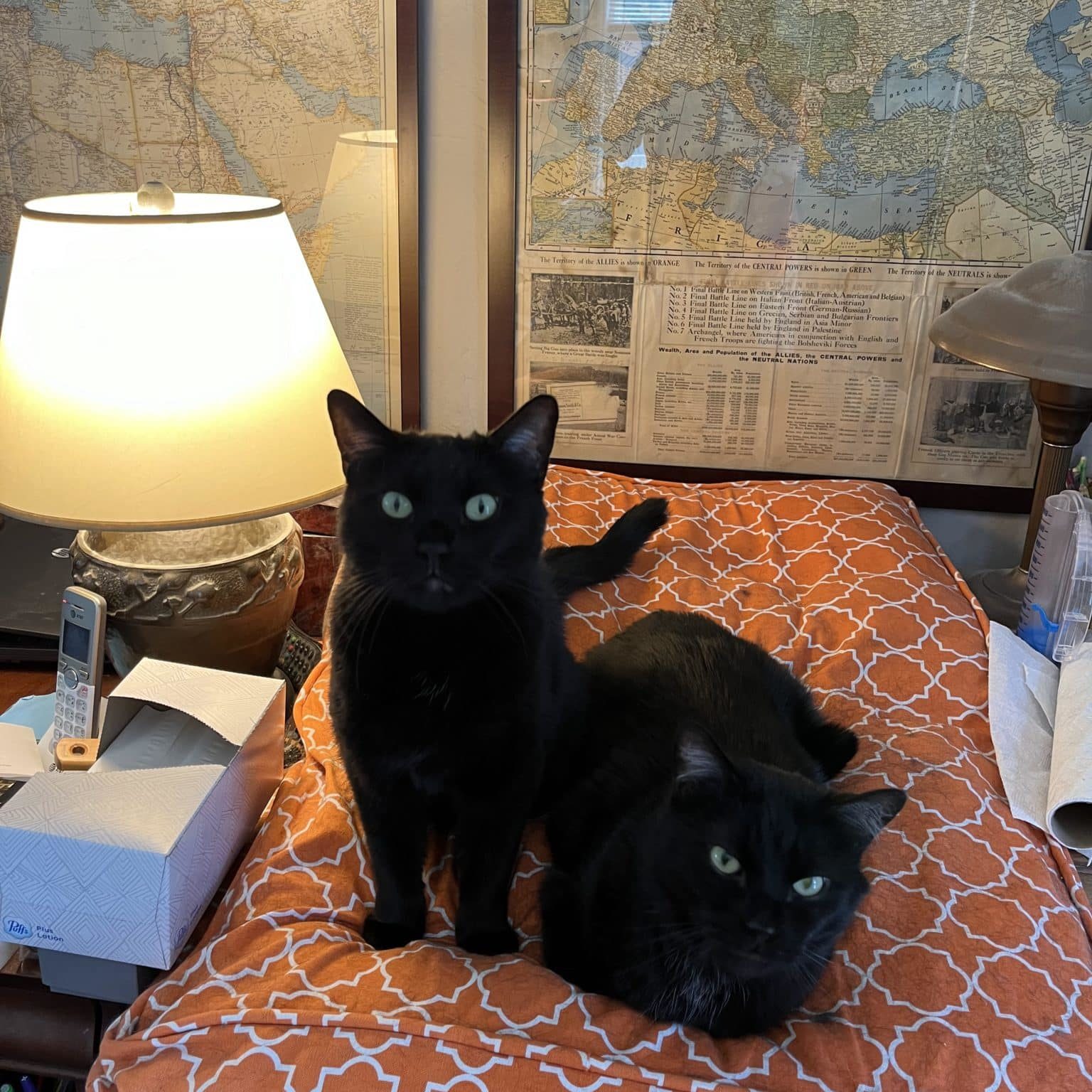 Two cats on a an orange pillow