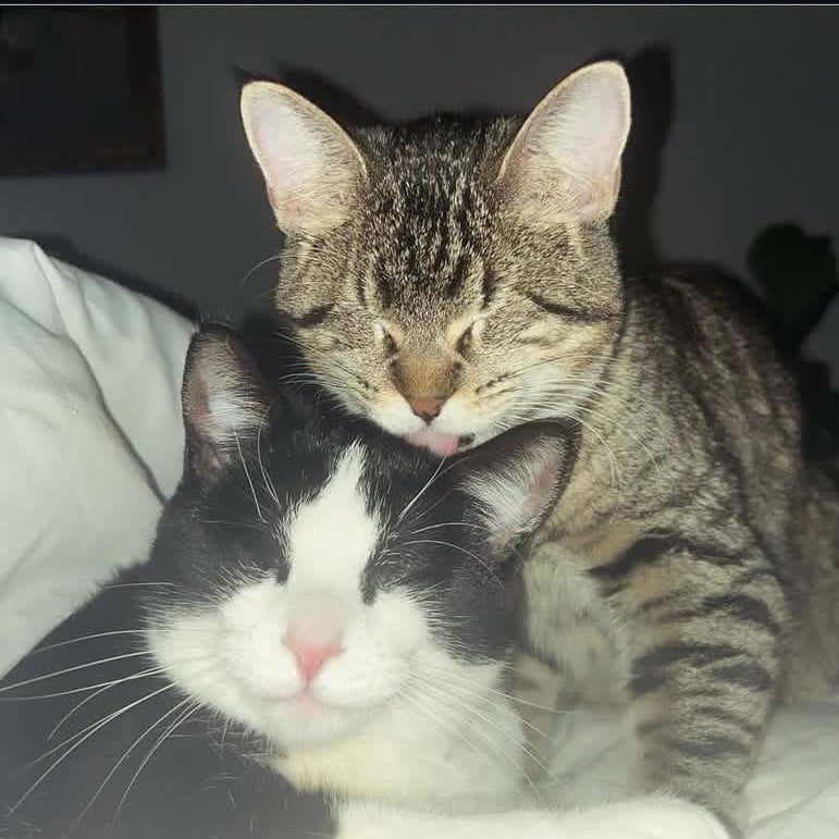 Two cats cuddling