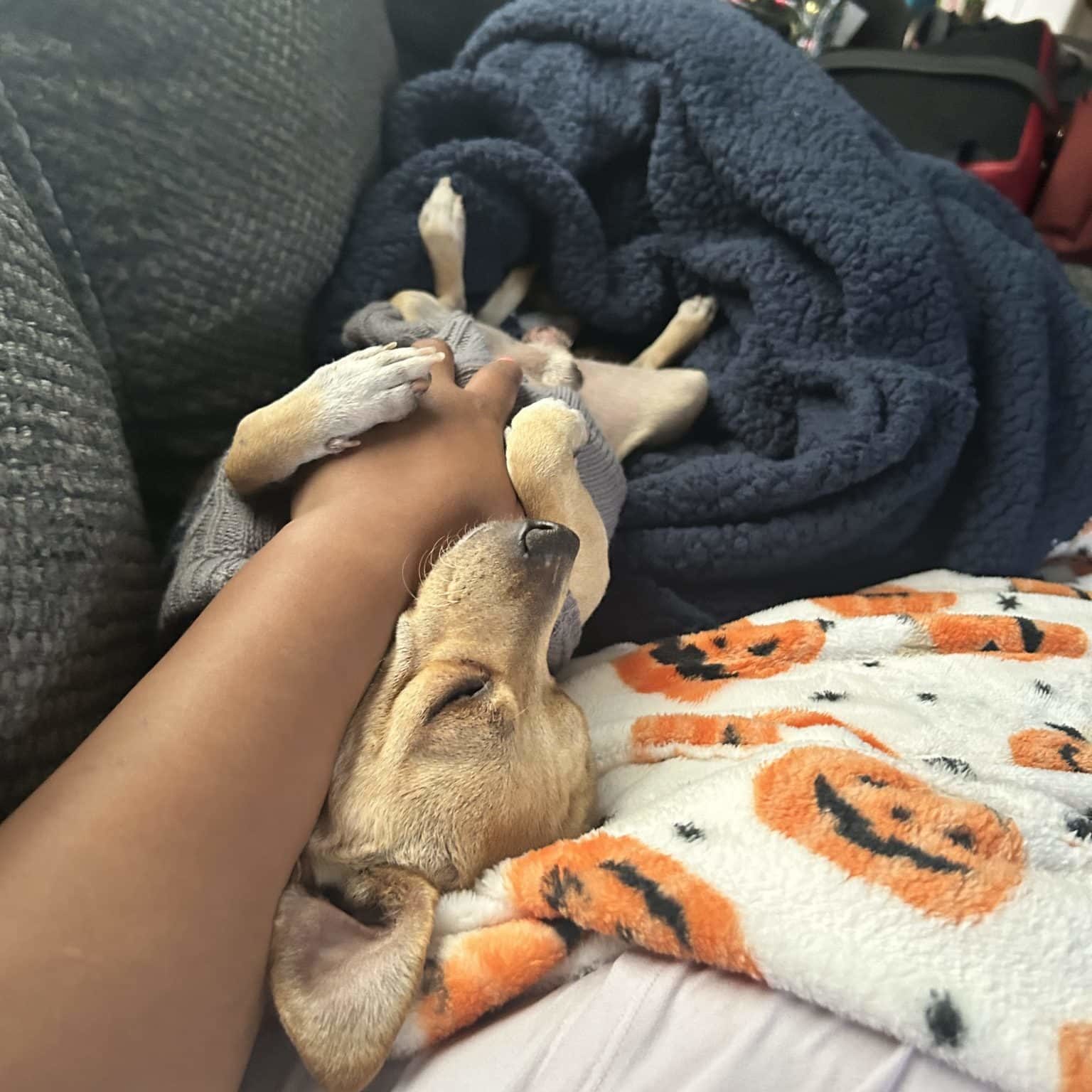 A dog getting belly rubs on a couch