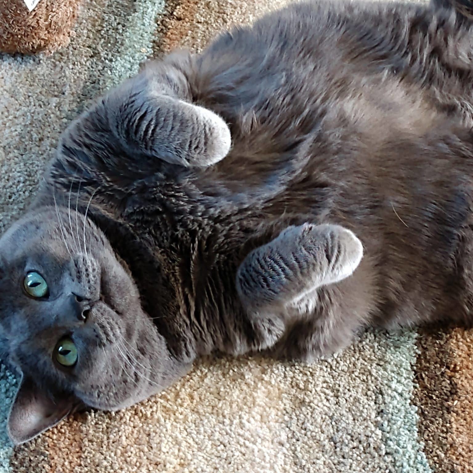 Delilah the cat laying on her back