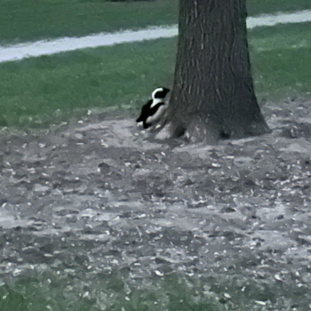 perhaps a penguin by a tree, perhaps not