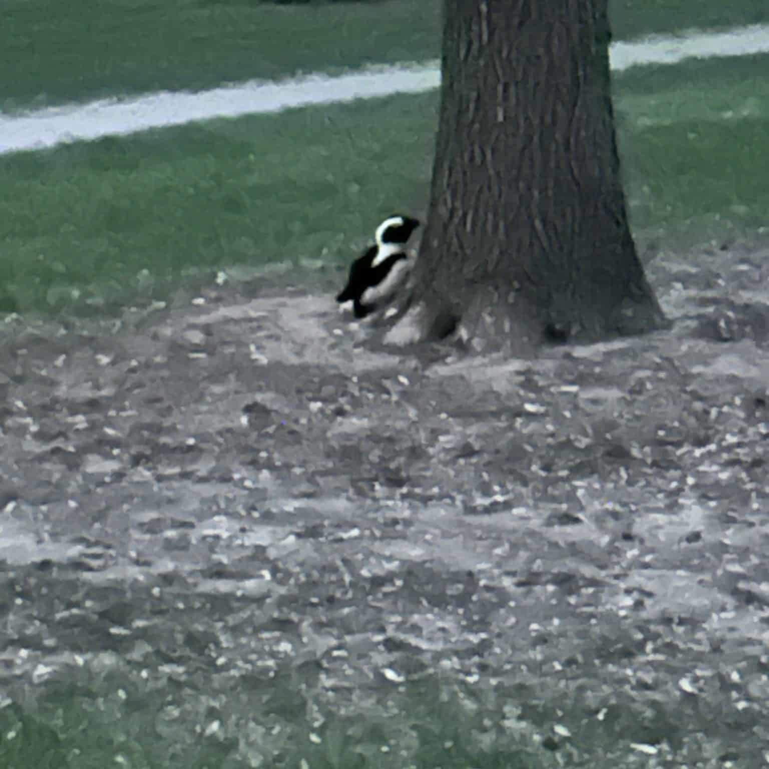 perhaps a penguin by a tree, perhaps not