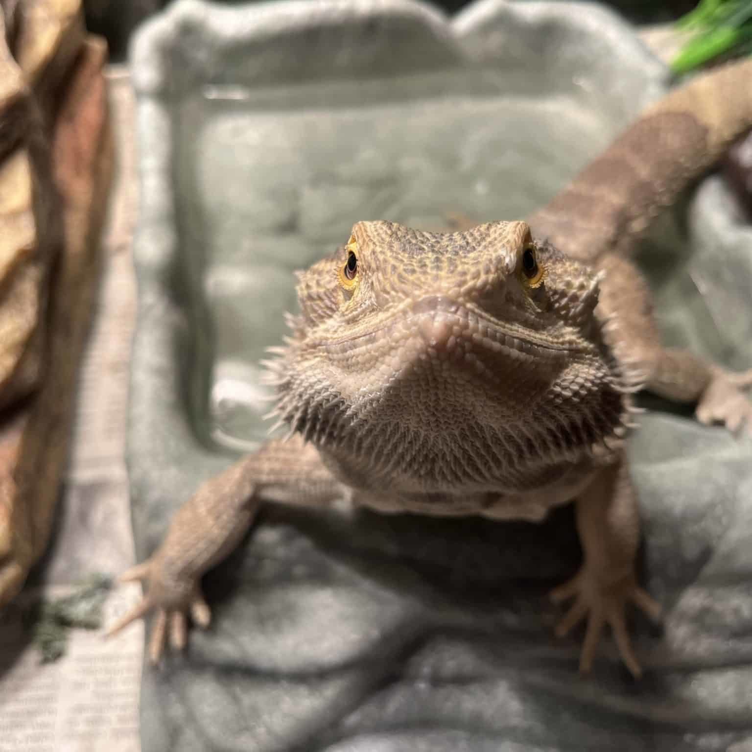 Petunia the bearded dragon