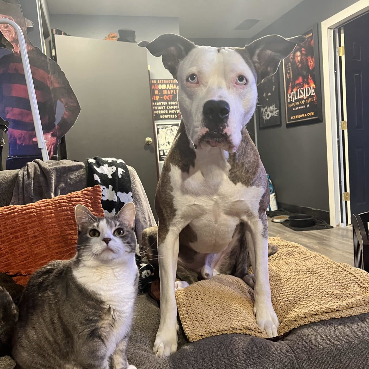 Kane the dog sitting on a couch inside and posing next to a cat
