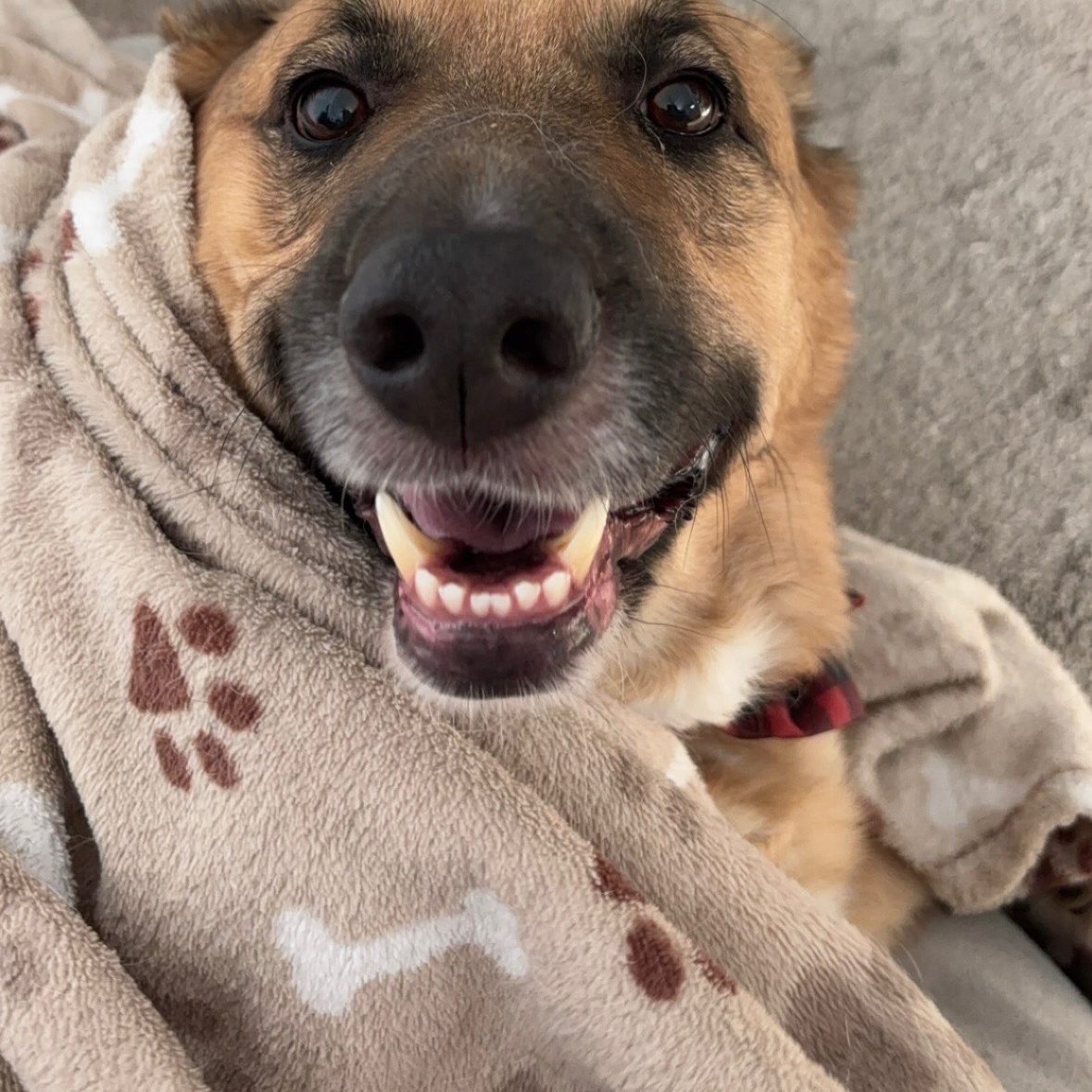 dog wrapped in blanket