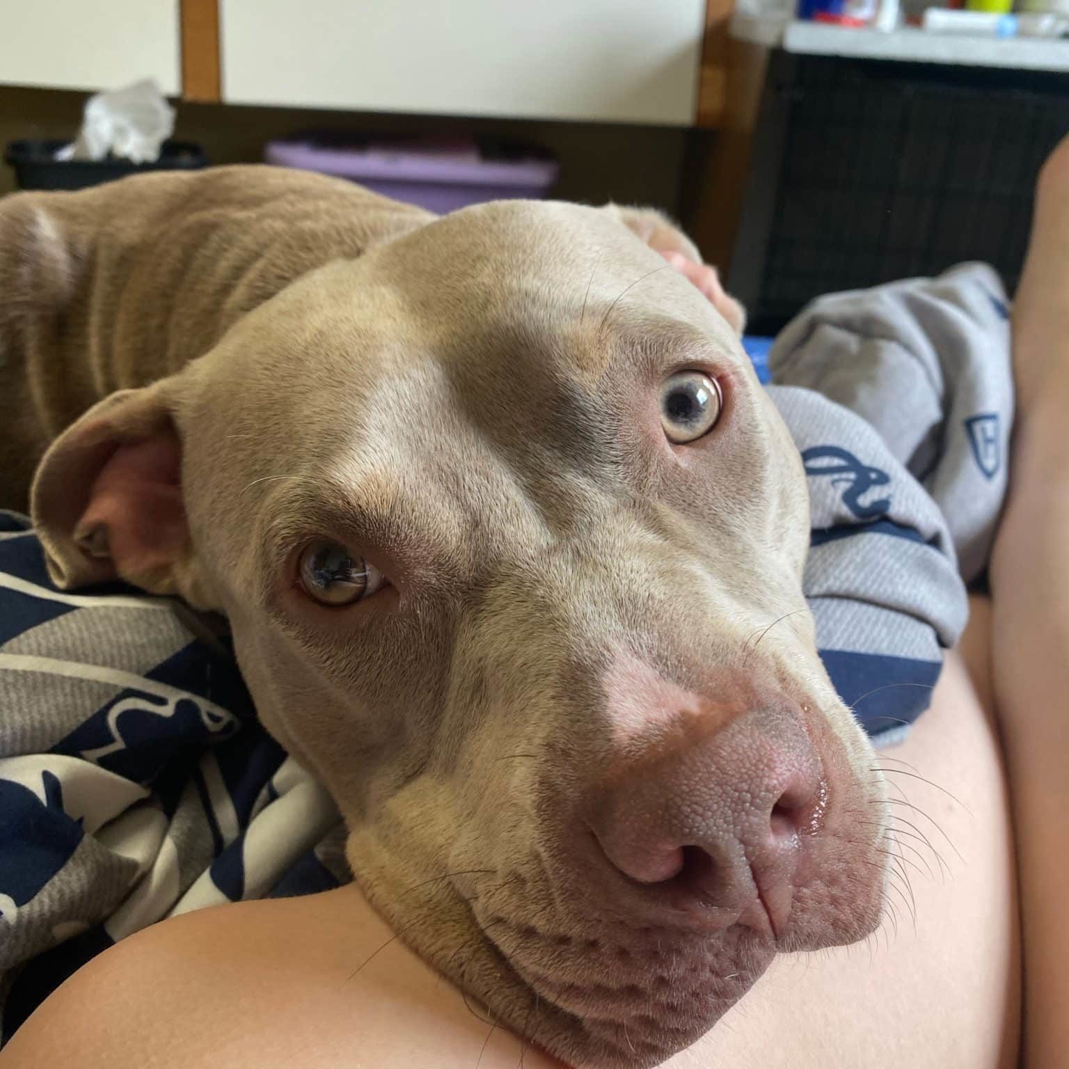 Dog lying on owner's leg