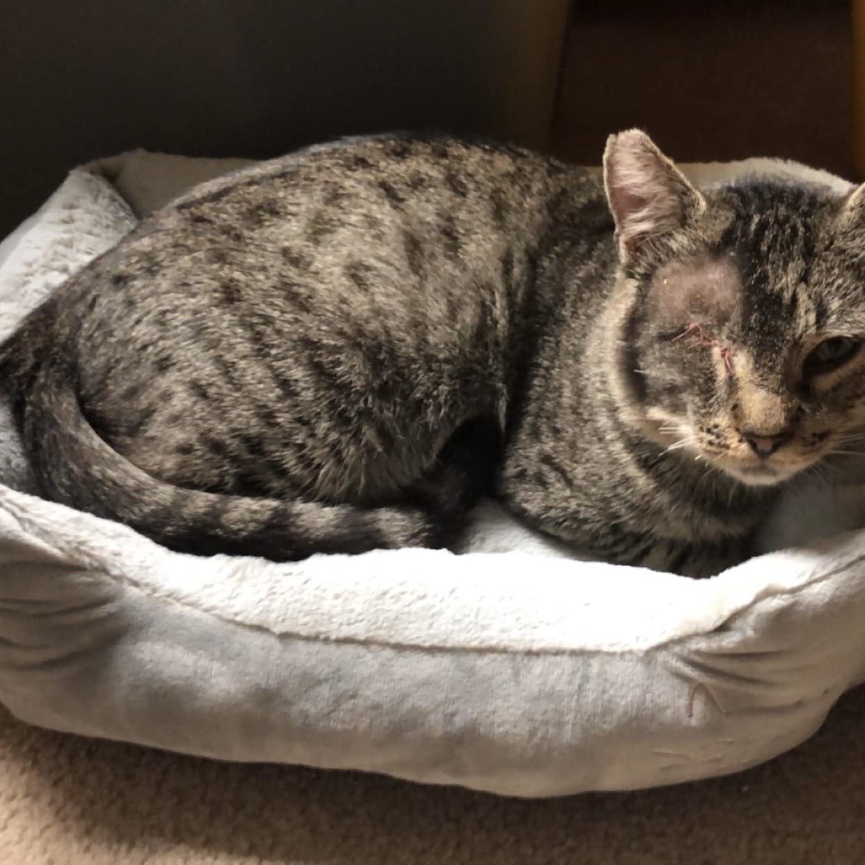 Benny the one-eyed cat sitting in a cat bed