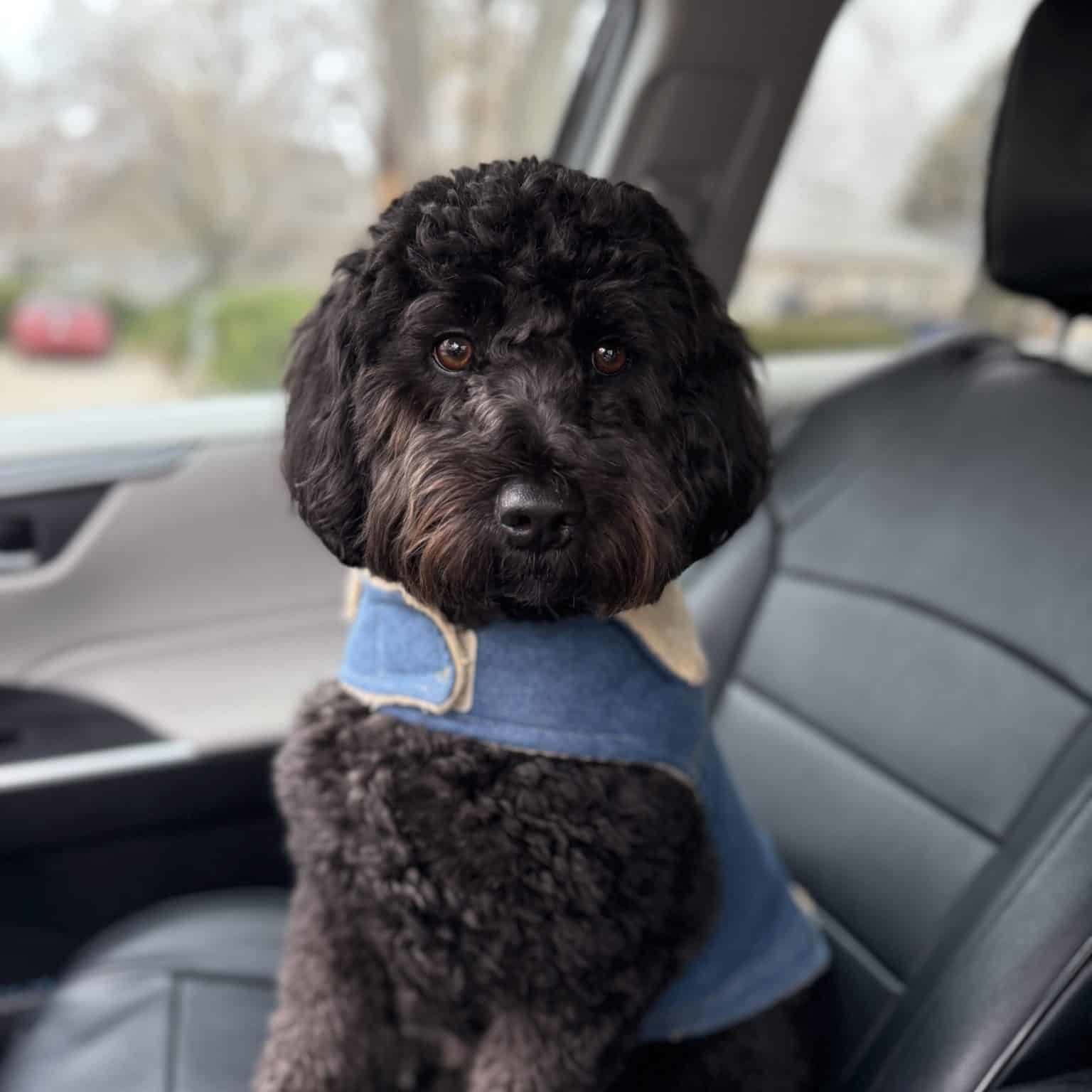 Milo the dog sitting in a car