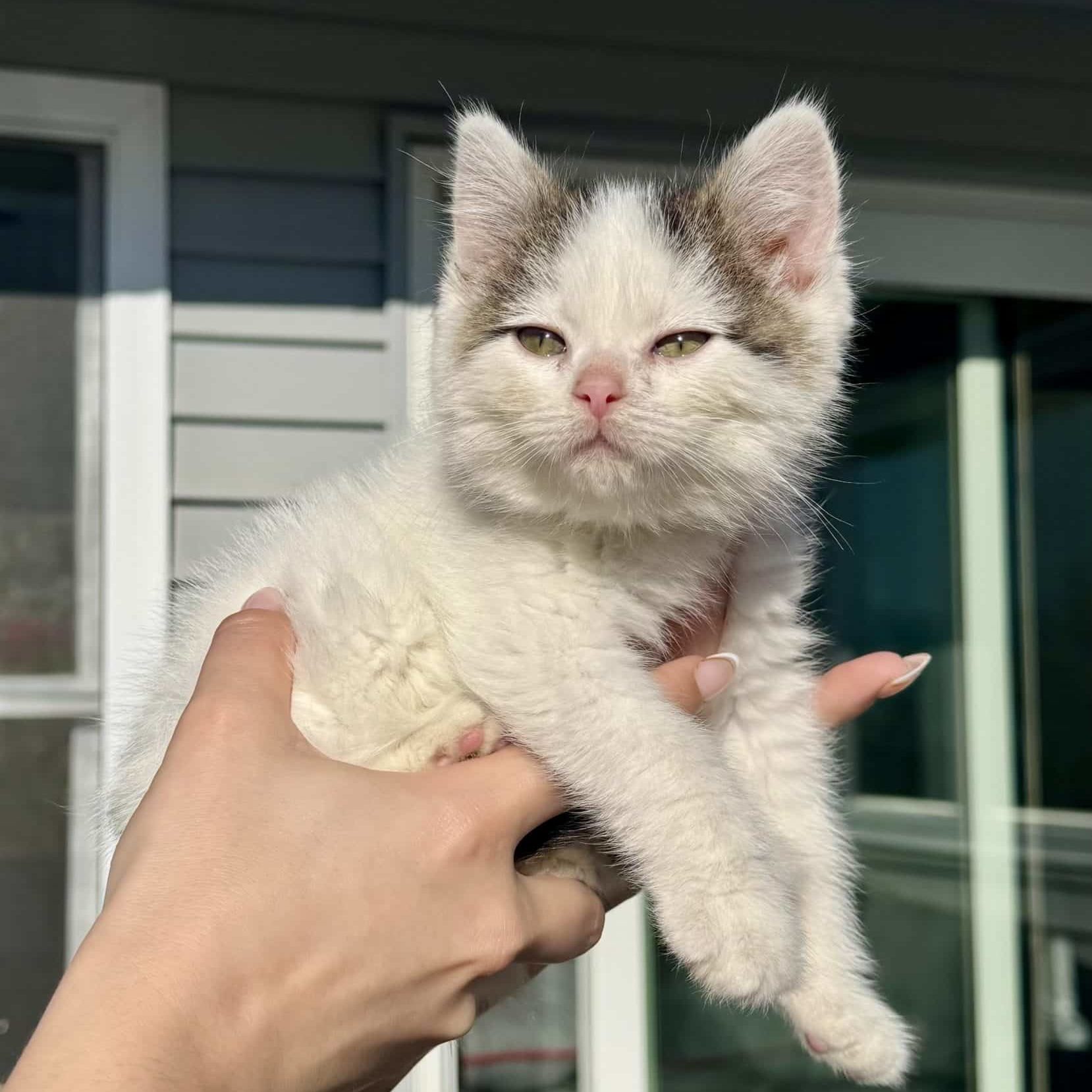Meatball the kitten being held in the air
