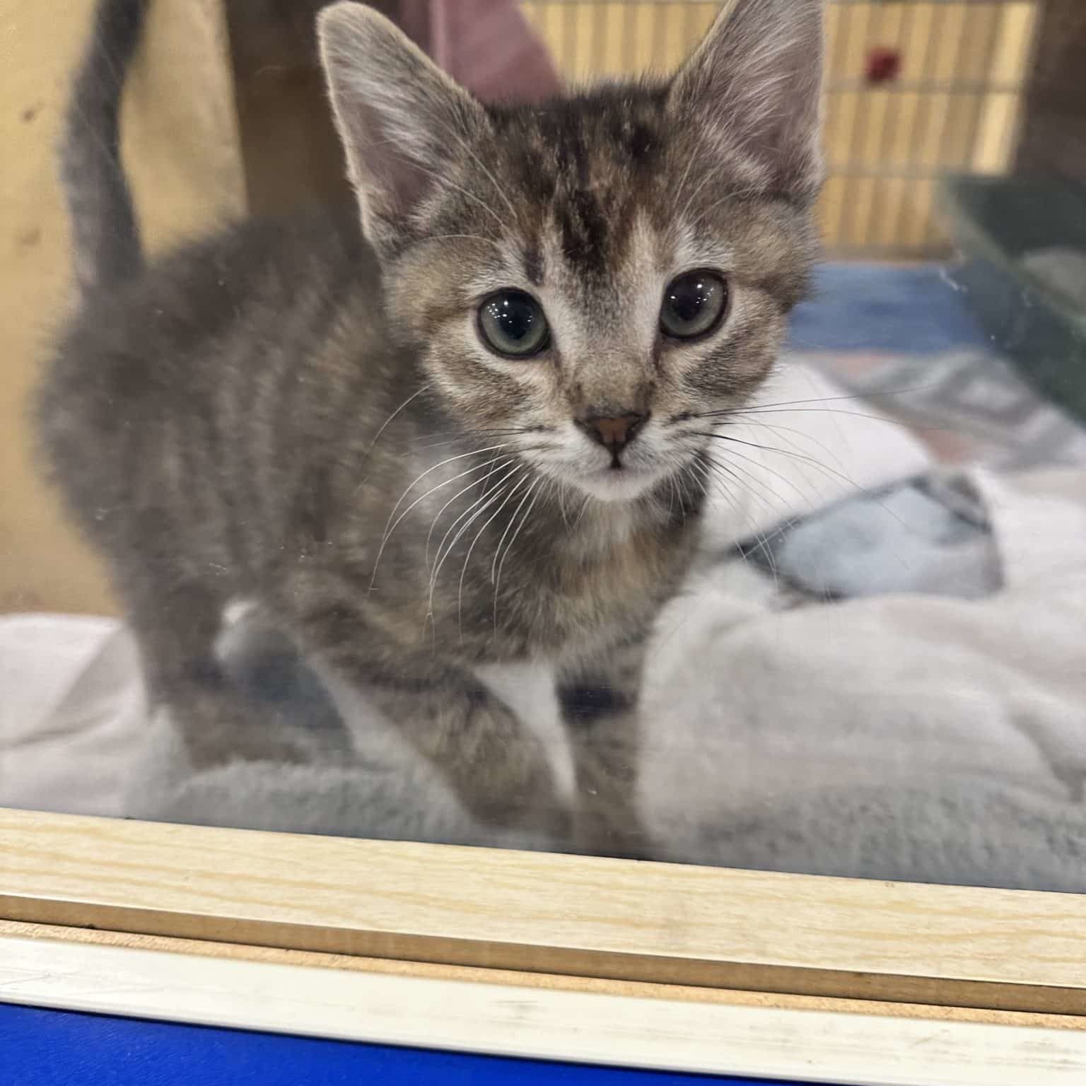 kitten looking at the camera