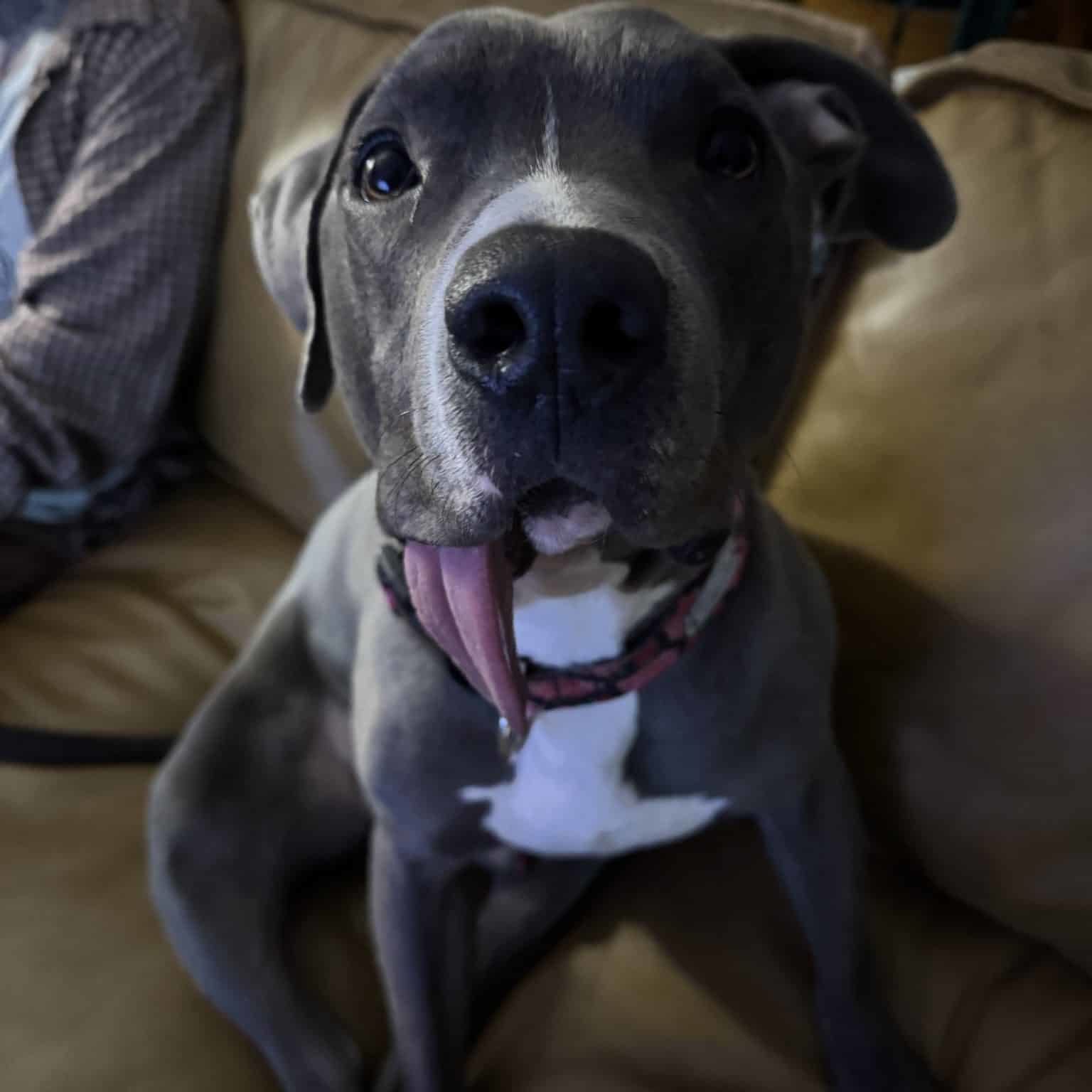 Crunchwrap the dog sitting on a couch with his tongue hanging out the side of his mouth