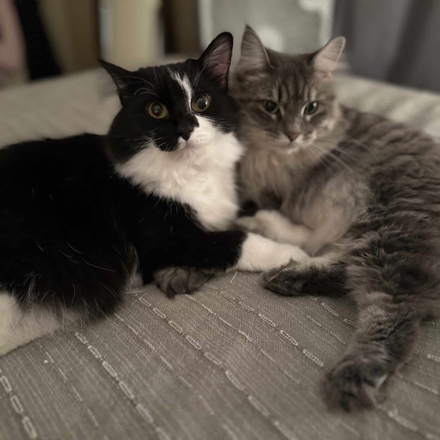 two cats together on a couch