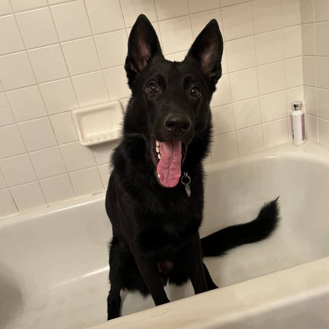 Chevy the dog sitting in a bathtub