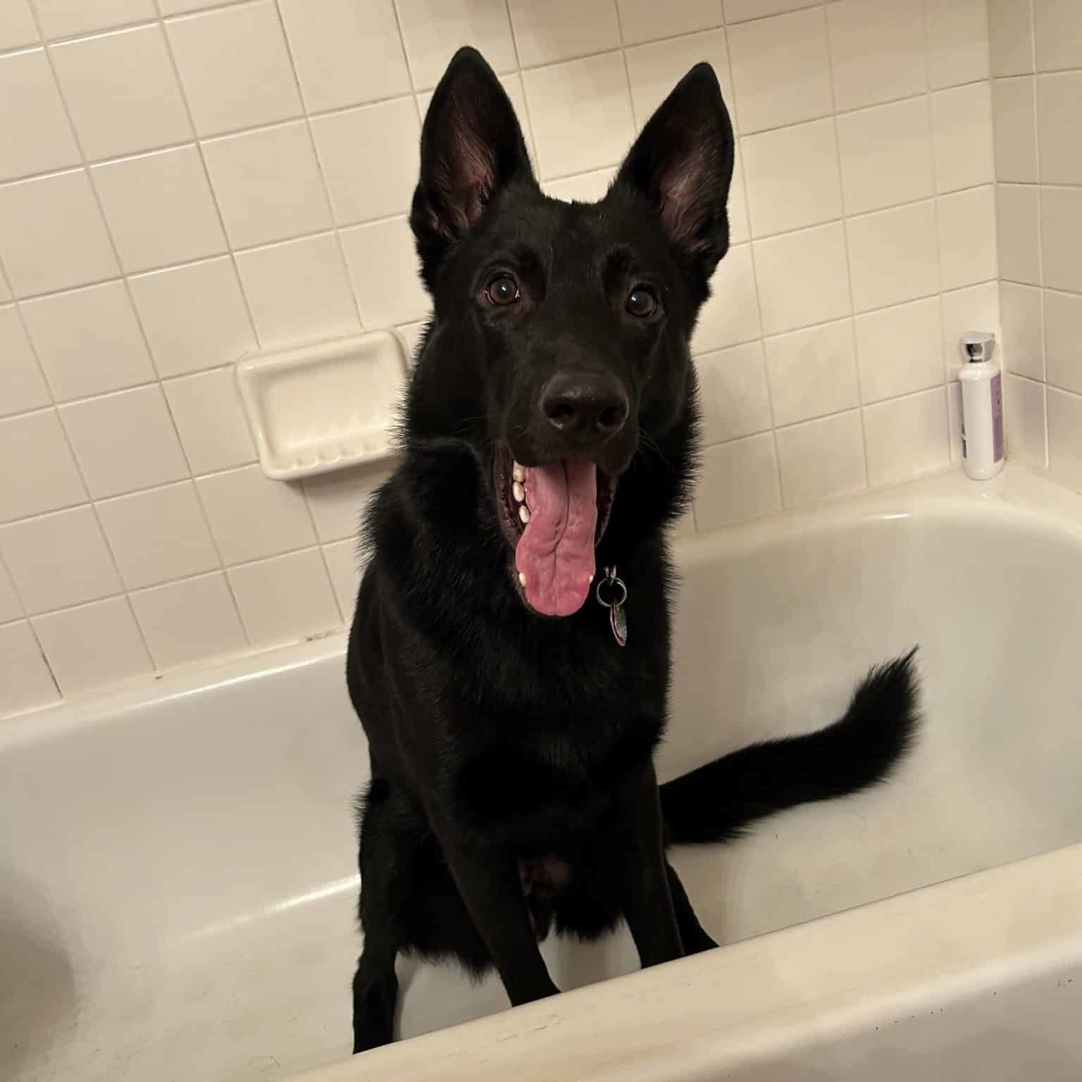Chevy the dog sitting in a bathtub