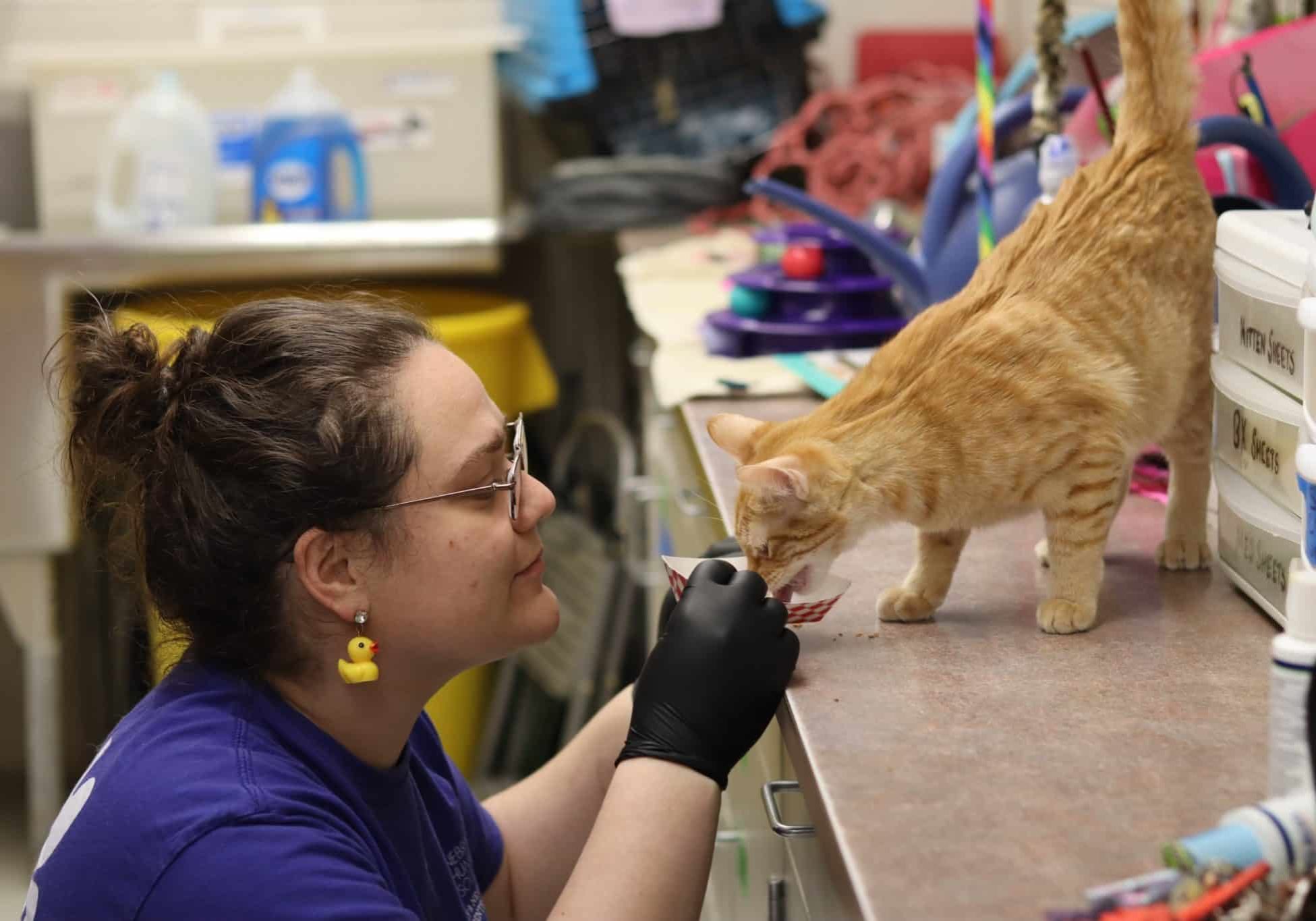 shelter veterinarian feeding an orange cat