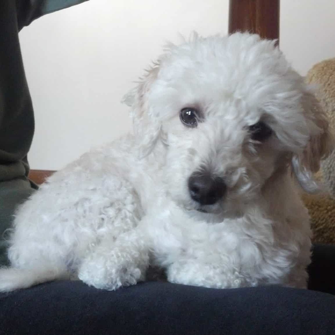 Little white dog on abed