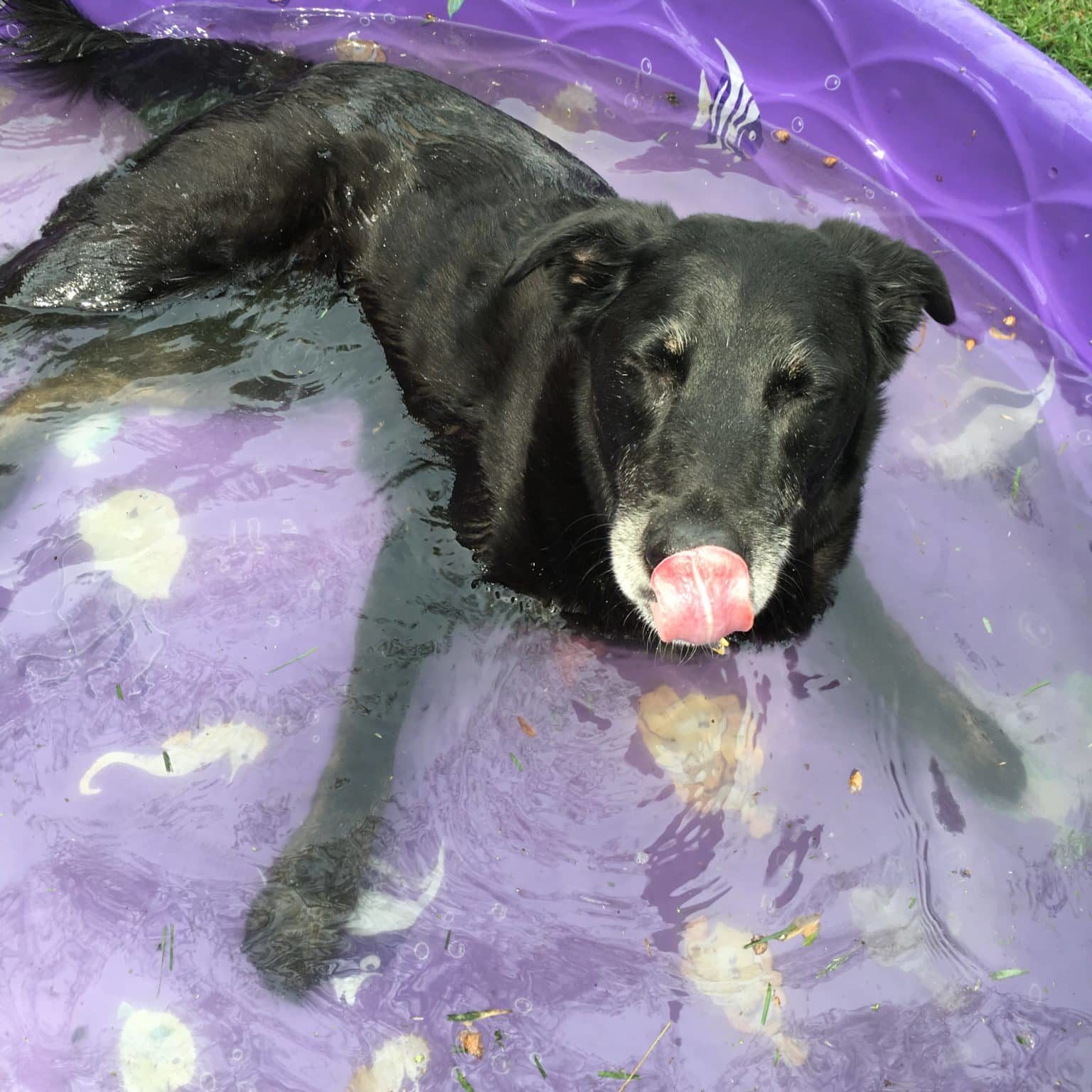 Lincoln the dog sitting in a kiddie pool