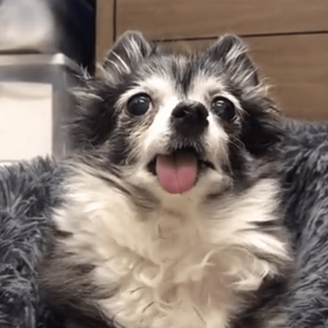 Minerva the long haired chihuahua looking up at the camera with her tongue hanging out