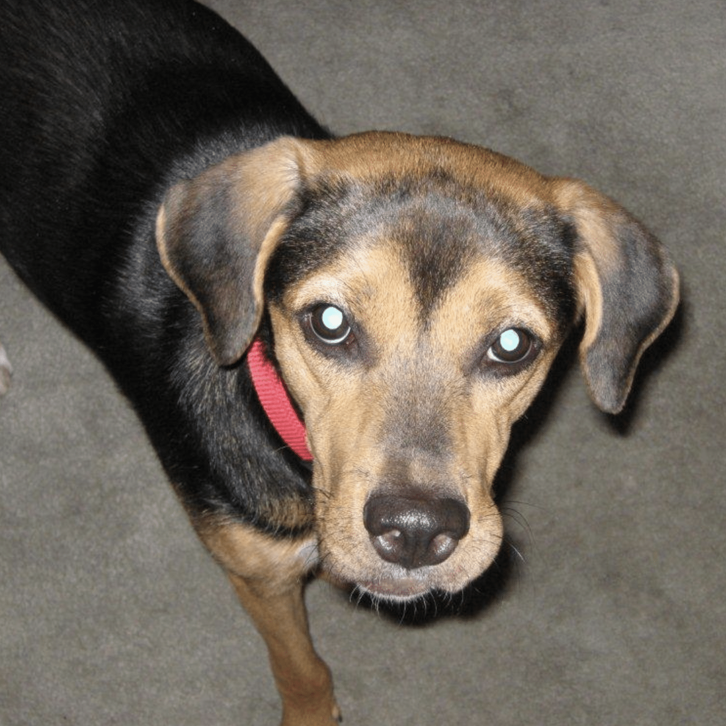 dog looking up at camera