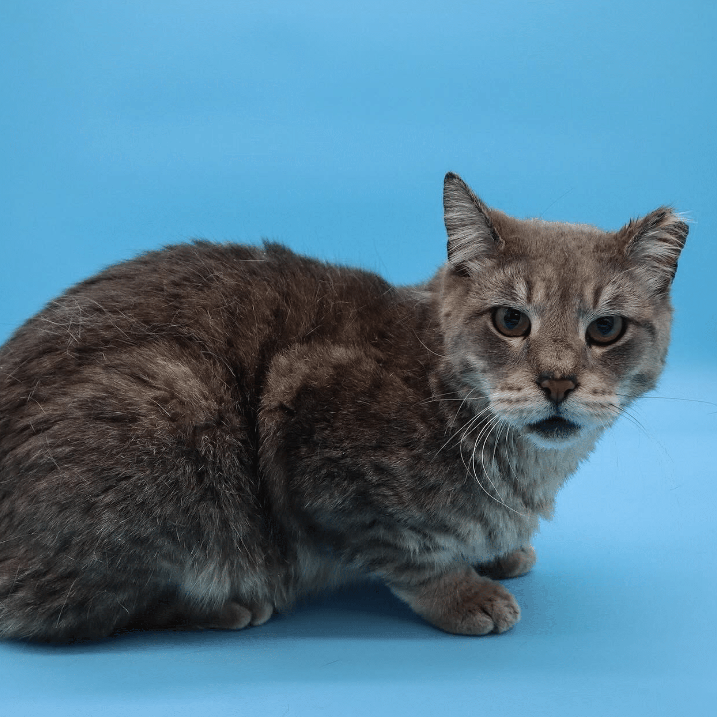 Screenshot 2025 04 28 At 12.24.27 PM