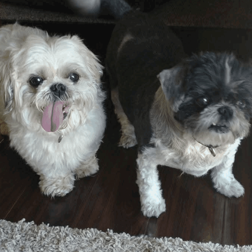 Two smalls dogs sitting next to each other inside