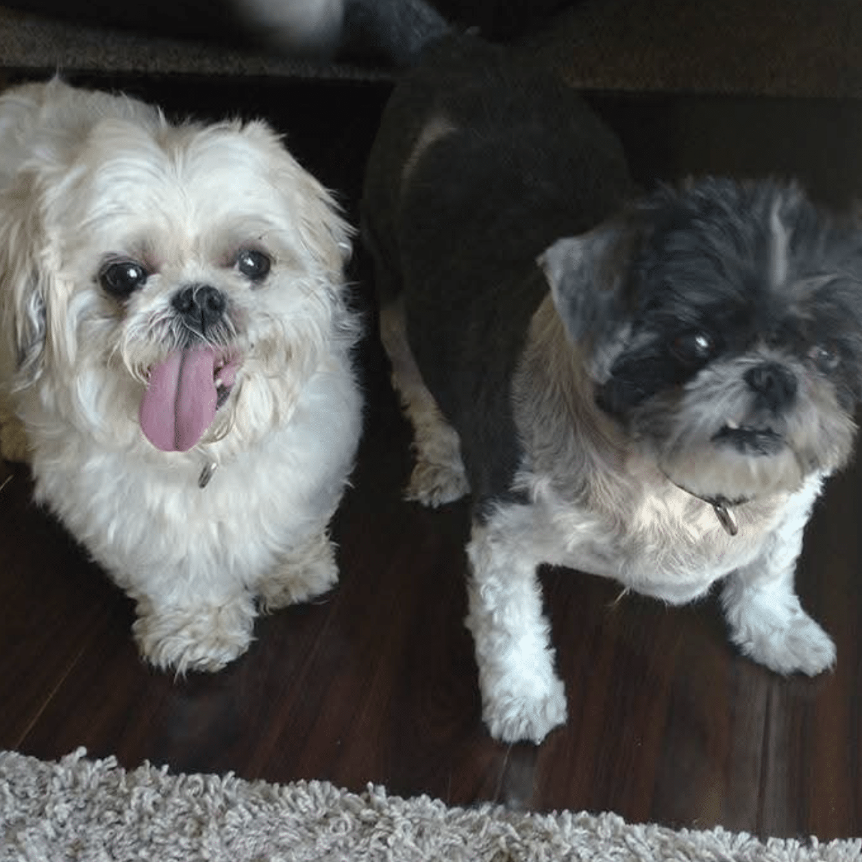 Two smalls dogs sitting next to each other inside