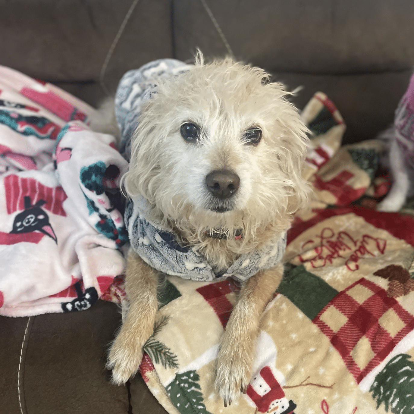 dog lying on blankets