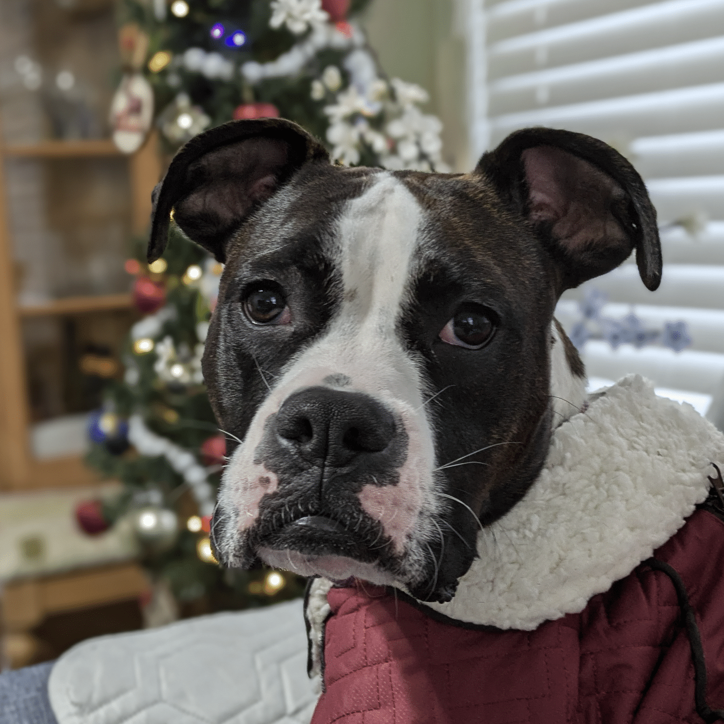Dog in a sweater in front of a Christmas tree