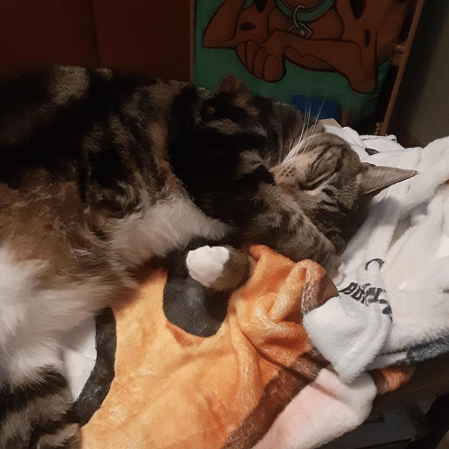 Swirley the cat curled up and napping