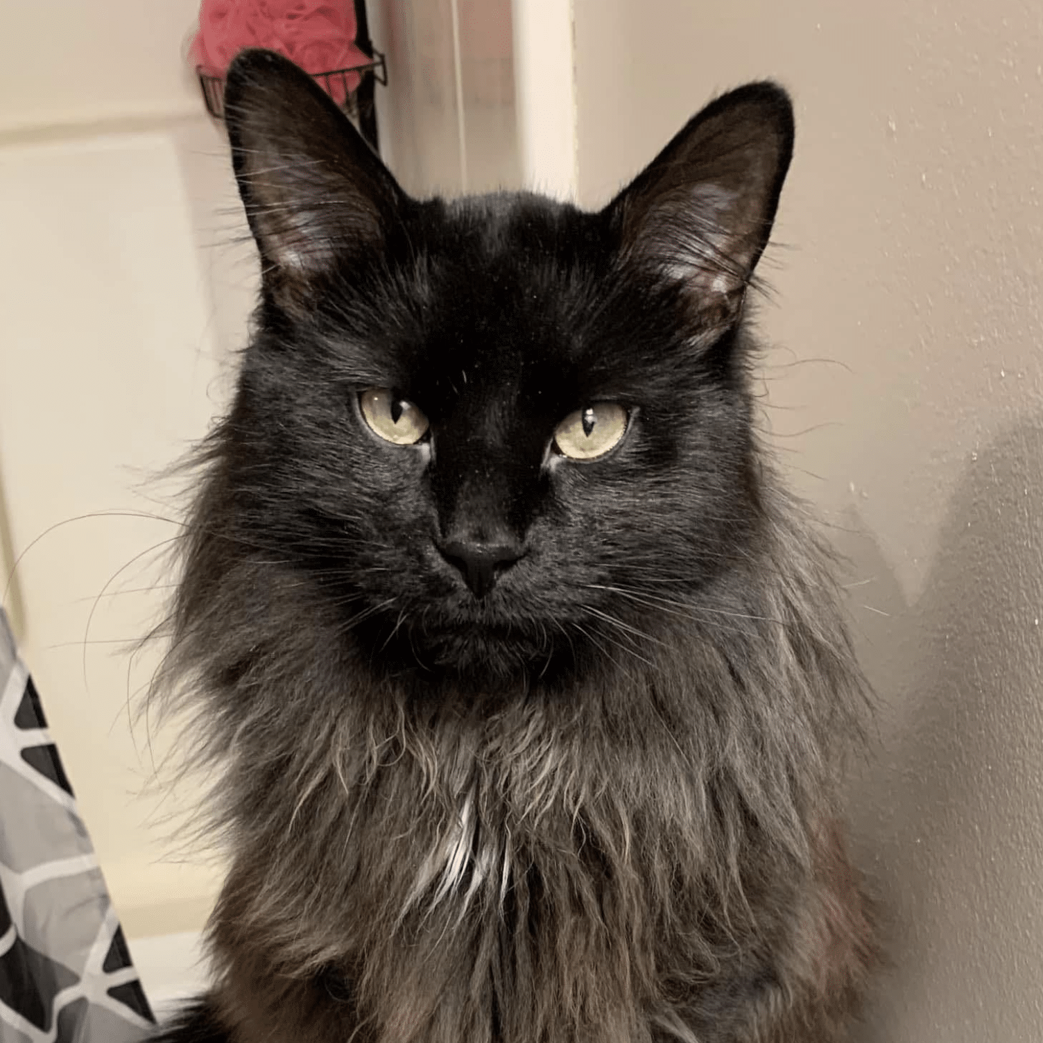 Black cat with green eyes looking at camera