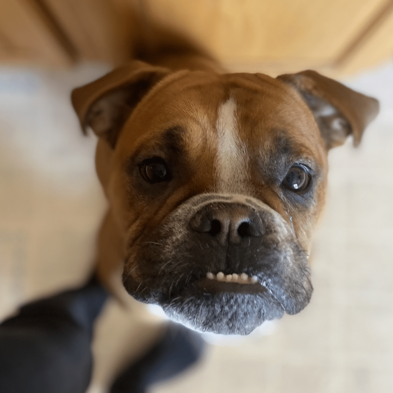 dog with teethers looking up