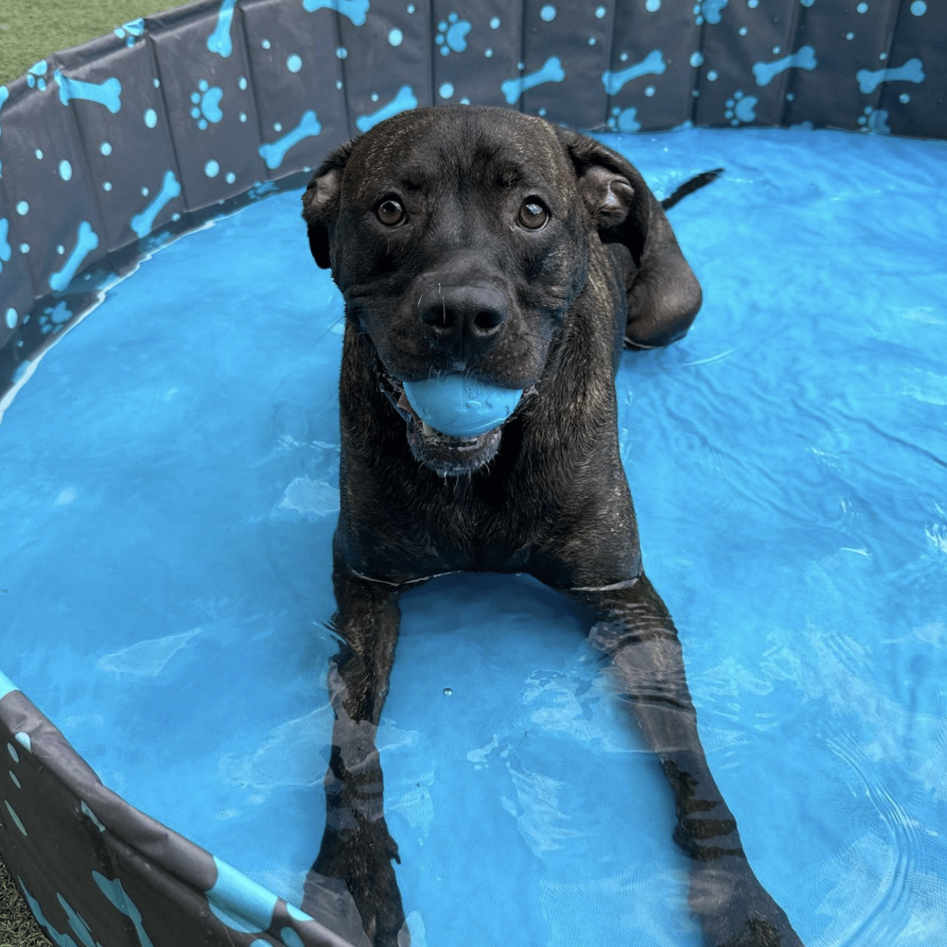 dog in pool with ball