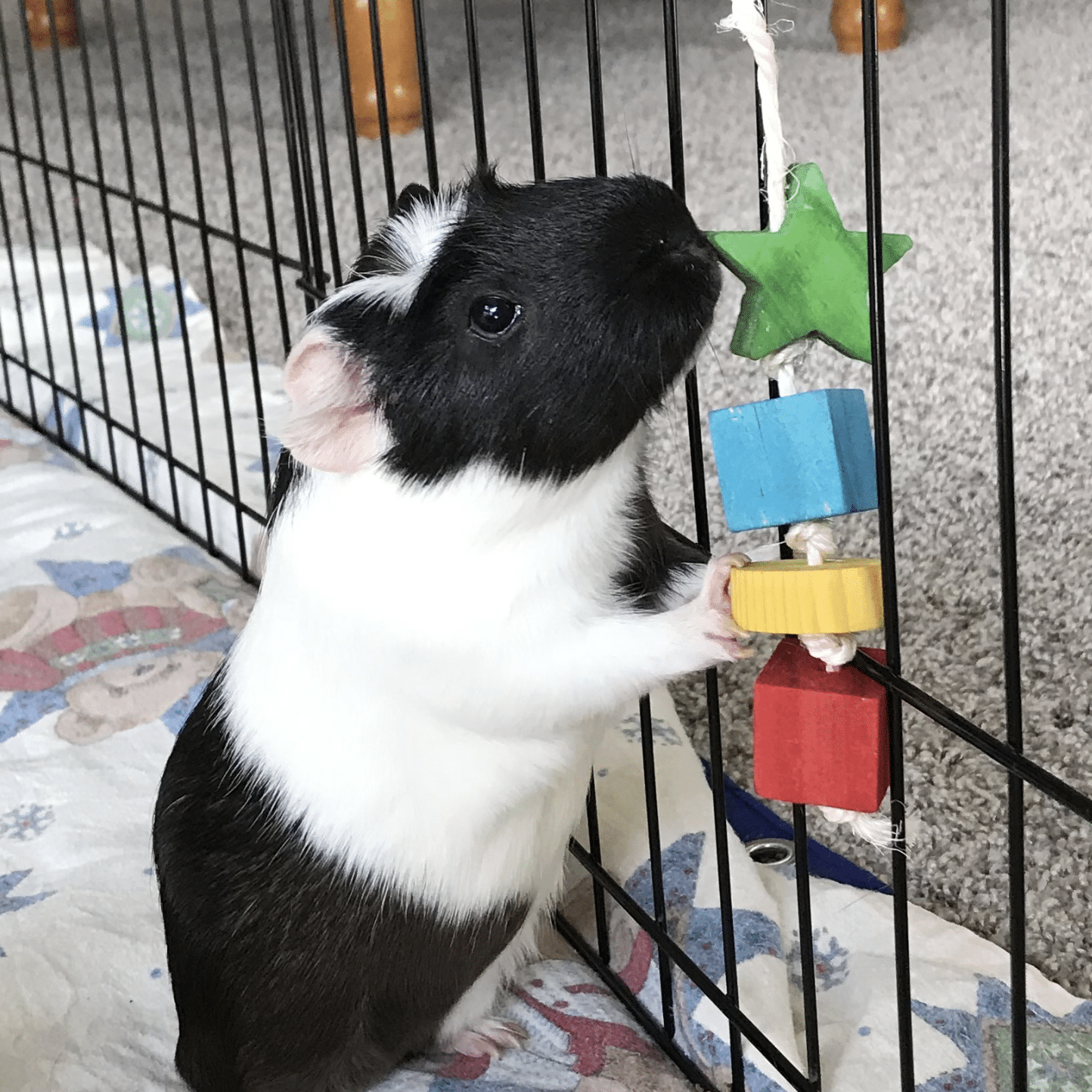 Guinea pig with toy