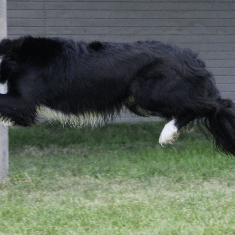 dog jumping hurdle